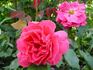 Auguste Chaplain rose photo
