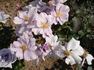 Lagoon rose photo