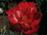 Gerri G. rose photo