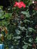Gerri G. rose photo