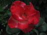 Gerri G. rose photo