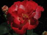 Gerri G. rose photo