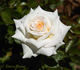 Twinkle little star rose photo