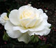 Mt. Hood rose photo