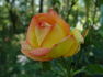 Goldstrike rose photo