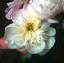 Bride's Dream peony photo