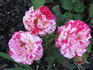 Crimson Flame rose photo
