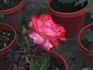 Donna Darlin' rose photo