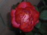 Donna Darlin' rose photo