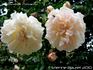Alexandre Trémouillet rose photo
