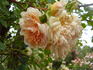 Désiré Bergera rose photo