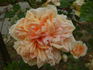 Désiré Bergera rose photo