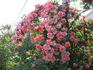 Madame Edouard Herriot, Cl. rose photo
