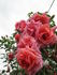 Madame Edouard Herriot, Cl. rose photo