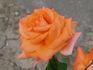 Slovenka rose photo