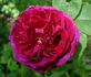 Désirée Fontaine rose photo