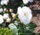 Schneekopf rose photo