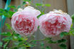 Fragrant Masterpiece rose photo