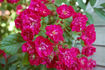 Alberich, Cl. rose photo