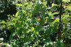 Addisonii clematis photo