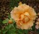 Lauterrose rose photo