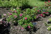 Captain Samuel Holland rose photo