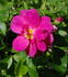 Captain Samuel Holland rose photo