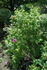Lac La Nonne rose photo