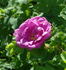 Lac La Nonne rose photo