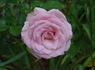 Tickled Pink rose photo