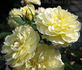 Lexington rose photo