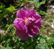 Betty Bland rose photo