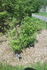 <i>Rosa acicularis</i> subsp. <i>sayi</i> rose photo
