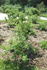 Gay Centennial rose photo