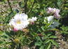 Gay Centennial rose photo
