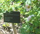 Gay Centennial rose photo