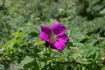 <i>R. arnoldii</i> rose photo