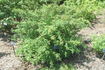 <i>Rosa sericea</i> var. <i>omeiensis</i> rose photo