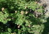 <i>Rosa sericea</i> var. <i>omeiensis</i> rose photo