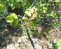 Yellow Altai rose photo