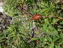 R. koreana rose photo