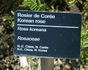 R. koreana rose photo