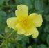 Baby Love rose photo