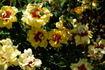 Tigris rose photo