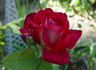 Disco rose photo