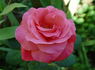 Maggie Barry rose photo