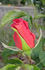 Rachael's Smile rose photo