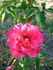 Rachael's Smile rose photo