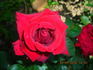 Gundis Rose ® rose photo