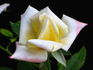 Hurricane rose photo